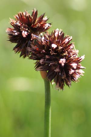 Juncus ensifolius \ Schwertblttrige Binse, Zwerg-Binse / Swordleaf Rush, Dagger-Leaved Rush, D Schwarzwald/Black-Forest, Notschrei 10.7.2016