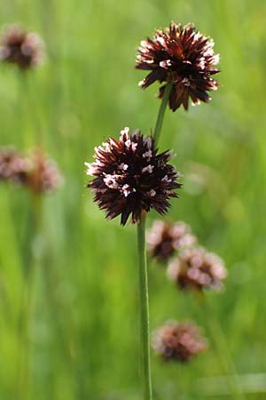 Juncus ensifolius \ Schwertblttrige Binse, Zwerg-Binse / Swordleaf Rush, Dagger-Leaved Rush, D Schwarzwald/Black-Forest, Notschrei 10.7.2016