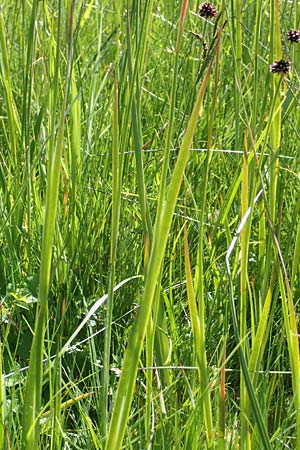 Juncus ensifolius \ Schwertblttrige Binse, Zwerg-Binse / Swordleaf Rush, Dagger-Leaved Rush, D Schwarzwald/Black-Forest, Notschrei 10.7.2016