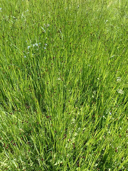 Juncus ensifolius \ Schwertblttrige Binse, Zwerg-Binse / Swordleaf Rush, Dagger-Leaved Rush, D Schwarzwald/Black-Forest, Notschrei 10.7.2016