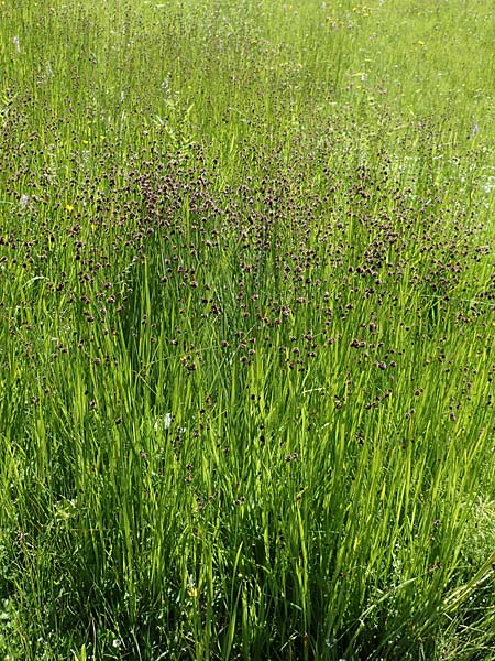 Juncus ensifolius / Swordleaf Rush, Dagger-Leaved Rush, D Black-Forest, Notschrei 10.7.2016