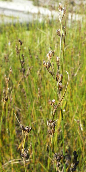 Juncus gerardii \ Bodden-Binse, Salz-Binse / Saltmeadow Rush, D Botan. Gar.  Universit.  Mainz 4.8.2007