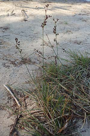 Juncus gerardii \ Bodden-Binse, Salz-Binse / Saltmeadow Rush, D Brandenburg, Havelaue-Strodehne 18.9.2020