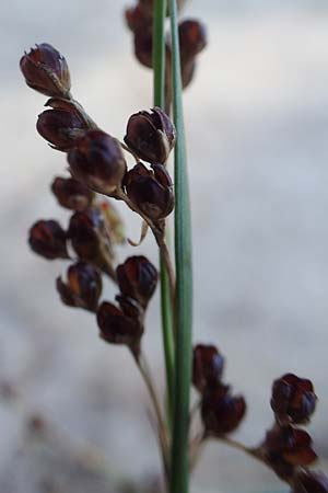 Juncus gerardii \ Bodden-Binse, Salz-Binse / Saltmeadow Rush, D Brandenburg, Havelaue-Strodehne 18.9.2020