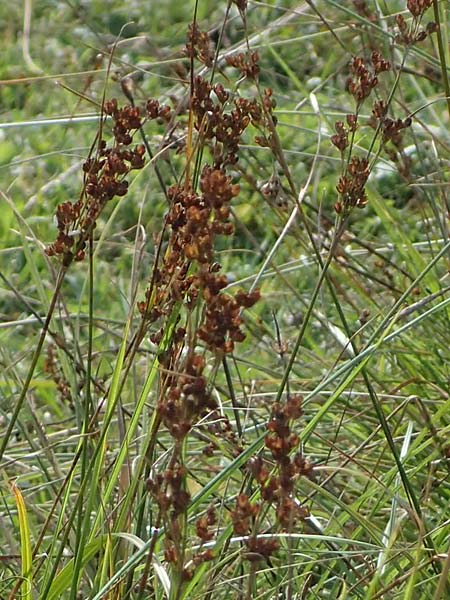 Juncus maritimus \ Strand-Binse / Sea Rush, D Hohwacht 14.9.2021