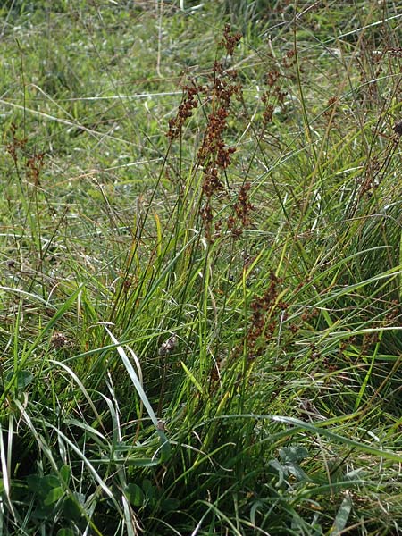 Juncus maritimus \ Strand-Binse / Sea Rush, D Hohwacht 14.9.2021