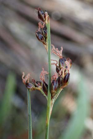 Juncus gerardii \ Bodden-Binse, Salz-Binse / Saltmeadow Rush, D Thüringen, Artern 11.6.2022