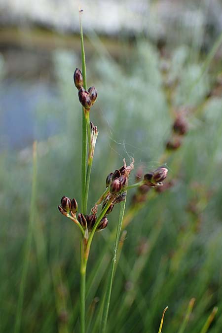 Juncus gerardii \ Bodden-Binse, Salz-Binse / Saltmeadow Rush, D Thüringen, Artern 13.6.2023