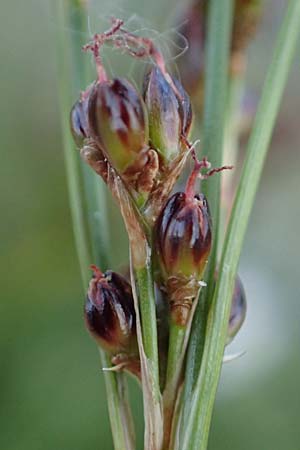 Juncus gerardii \ Bodden-Binse, Salz-Binse / Saltmeadow Rush, D Thüringen, Artern 13.6.2023