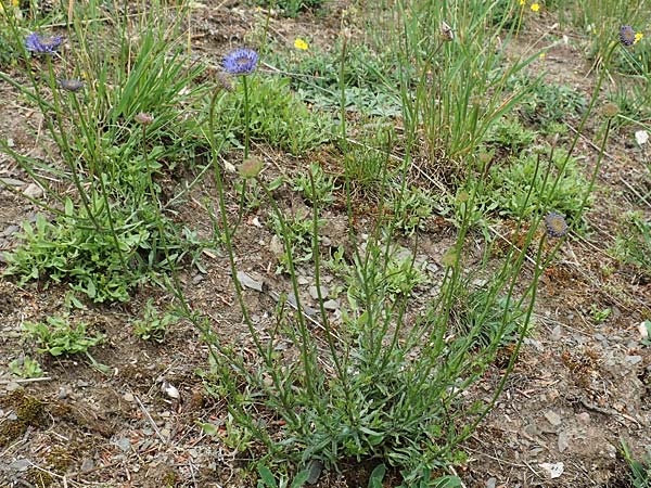 Jasione montana \ Berg-Sandglckchen, Schaf-Rapunzel, D Gladenbach 22.6.2020