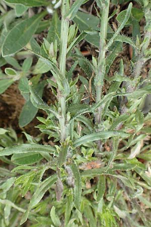 Jasione montana \ Berg-Sandglckchen, Schaf-Rapunzel / Sheep's Bit, D Gladenbach 22.6.2020