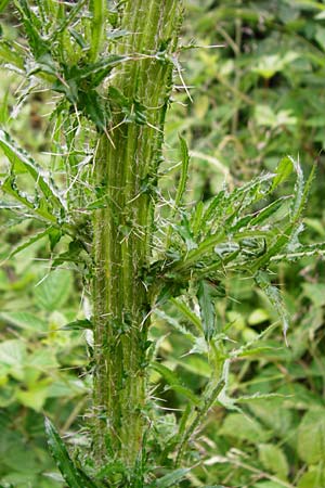 Cirsium palustre \ Sumpf-Kratzdistel / Marsh Thistle, D Odenwald, Lindenfels 16.6.2015