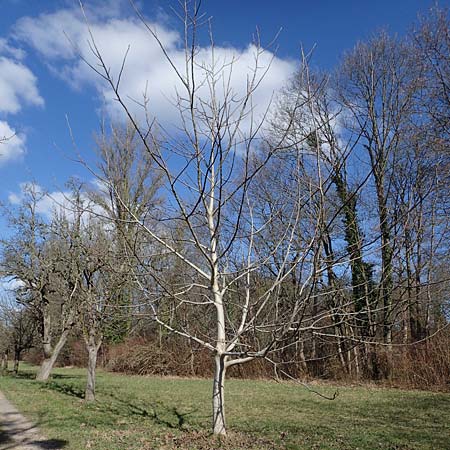 Juglans regia \ Echte Walnuss / Persian Walnut, D Mannheim Reiß-Insel 27.2.2023