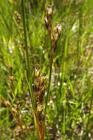 Juncus squarrosus \ Sparrige Binse / Heath Rush, D Ober-Roden 17.6.2015