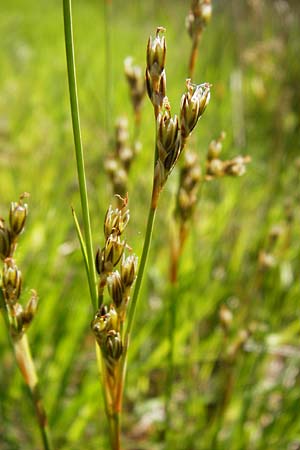 Juncus squarrosus \ Sparrige Binse / Heath Rush, D Ober-Roden 17.6.2015