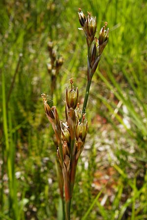 Juncus squarrosus \ Sparrige Binse / Heath Rush, D Ober-Roden 17.6.2015