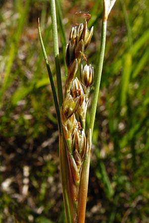 Juncus squarrosus \ Sparrige Binse / Heath Rush, D Ober-Roden 17.6.2015