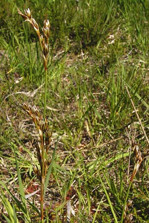 Juncus squarrosus \ Sparrige Binse / Heath Rush, D Ober-Roden 17.6.2015