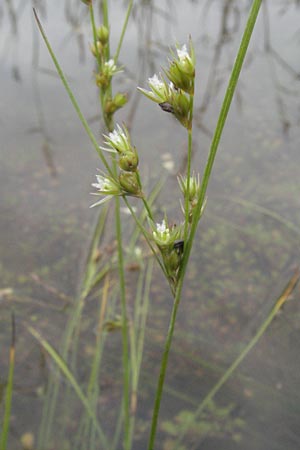 Juncus tenuis / Slender Rush, D Babenhausen 11.8.2007