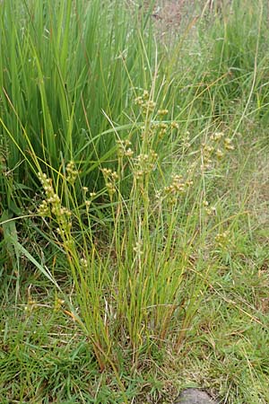 Juncus tenuis \ Zarte Binse / Slender Rush, D Schwarzwald/Black-Forest, Unterstmatt 4.8.2016