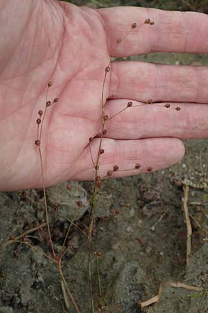 Juncus tenageia \ Schlamm-Binse, Sand-Binse, D Hassloch 22.9.2016