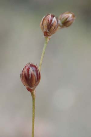 Juncus tenageia / Sand Rush, D Hassloch 22.9.2016