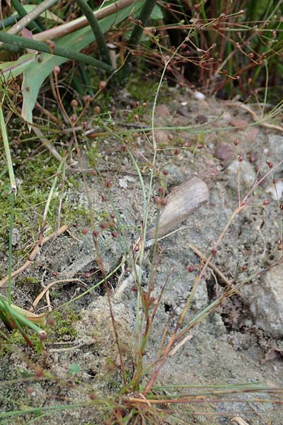 Juncus tenageia \ Schlamm-Binse, Sand-Binse, D Hassloch 22.9.2016