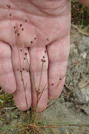 Juncus tenageia / Sand Rush, D Hassloch 22.9.2016