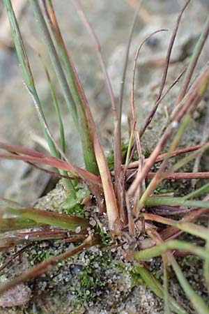 Juncus tenageia / Sand Rush, D Hassloch 22.9.2016