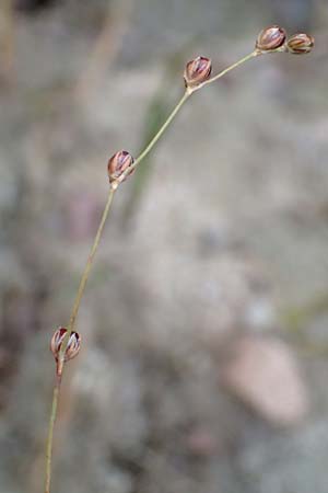 Juncus tenageia \ Schlamm-Binse, Sand-Binse, D Hassloch 22.9.2016