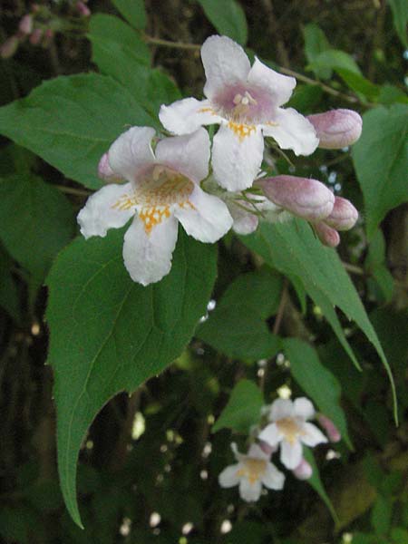 Kolkwitzia amabilis \ Perlmutt-Strauch, Liebliche Kolkwitzie / Beauty Bush, D Rastatt 28.4.2007