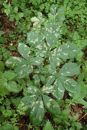 Aesculus hippocastanum \ Ross-Kastanie, D Unna 15.6.2018