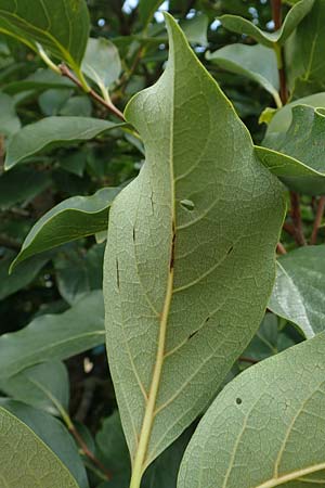 Diospyros kaki \ Kaki-Pflaume / Kaki Persimmon, Japanese Persimmon, D Weinheim an der Bergstraße, Botan. Gar.  Hermannshof 20.8.2018