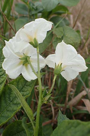 Solanum tuberosum / Potato, D Celle 24.8.2018