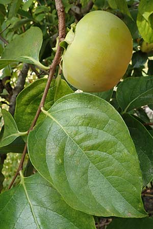 Diospyros kaki \ Kaki-Pflaume / Kaki Persimmon, Japanese Persimmon, D Weinheim an der Bergstraße, Botan. Gar.  Hermannshof 22.10.2020