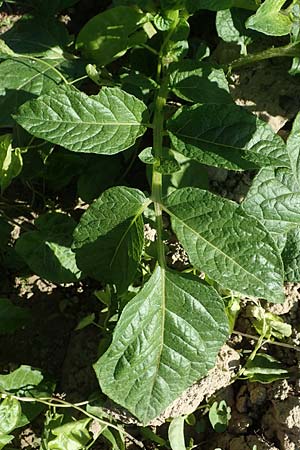 Solanum tuberosum / Potato, D Rheinau 1.6.2021