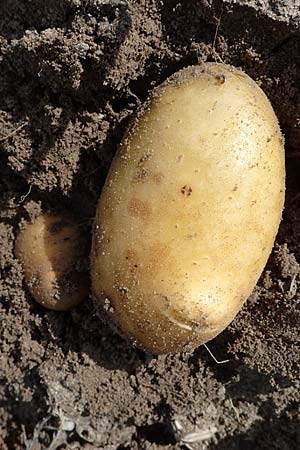 Solanum tuberosum \ Kartoffel / Potato, D Weisenheim am Sand 26.8.2021