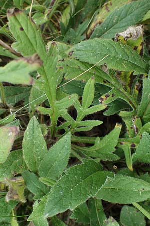 Knautia arvensis \ Acker-Witwenblume / Field Scabious, D Hohwacht 13.9.2021