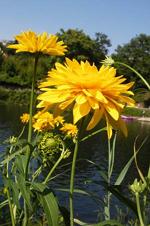 Rudbeckia laciniata \ Schlitzblttriger Sonnenhut, Hoher Sonnenhut, D Runkel an der Lahn 1.8.2015