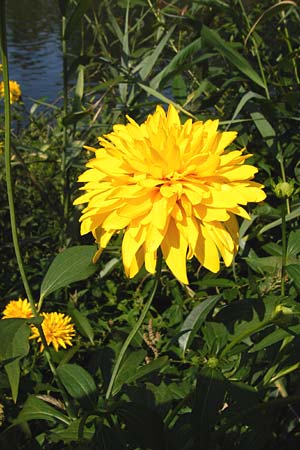 Rudbeckia laciniata \ Schlitzblttriger Sonnenhut, Hoher Sonnenhut / Cutweed Coneflower, D Runkel an der Lahn 1.8.2015