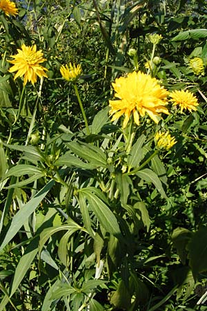 Rudbeckia laciniata \ Schlitzblttriger Sonnenhut, Hoher Sonnenhut, D Runkel an der Lahn 1.8.2015