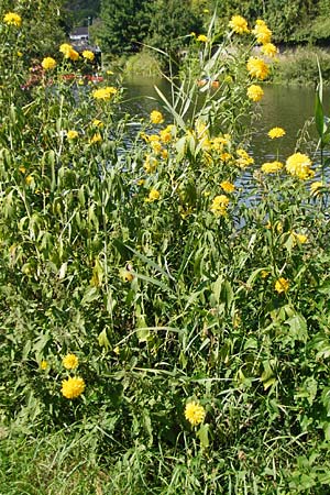 Rudbeckia laciniata \ Schlitzblttriger Sonnenhut, Hoher Sonnenhut / Cutweed Coneflower, D Runkel an der Lahn 1.8.2015