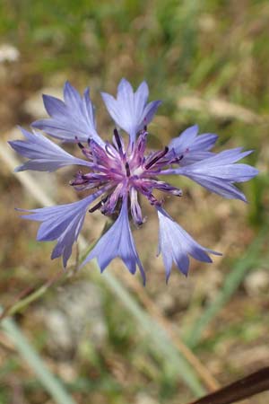 Centaurea cyanus \ Kornblume, D Friedewald 29.7.2020