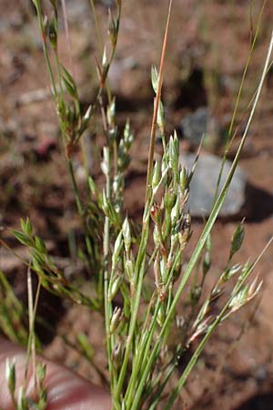 Juncus bufonius \ Krten-Binse / Toad Rush, D Kaiserslautern 15.8.2021