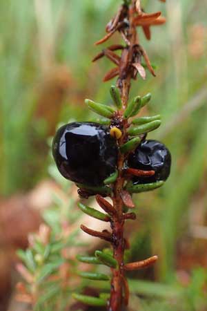 Empetrum nigrum / Crow Berry, D Neumünster, Dosenmoor 16.9.2021