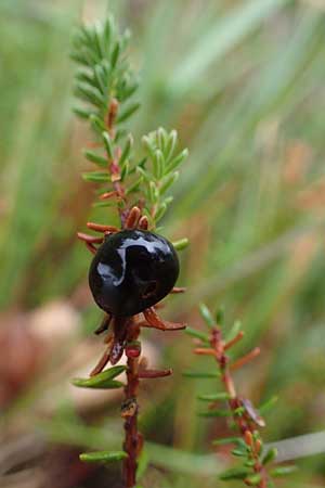 Empetrum nigrum / Crow Berry, D Neumünster, Dosenmoor 16.9.2021