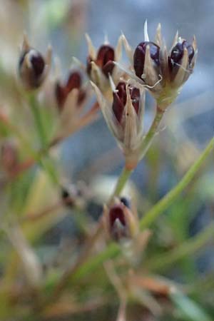 Juncus bufonius \ Krten-Binse / Toad Rush, D Odenwald, Erbach 17.7.2022