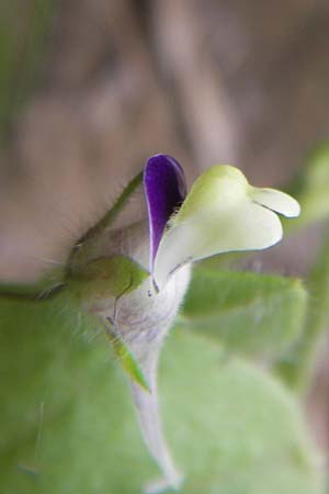 Kickxia elatine / Sharp-Leaved Fluellen, D Großheubach-Rosshof 16.7.2016