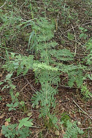 Osmunda regalis \ Knigs-Farn / Royal Fern, D Hövelhof 15.6.2018