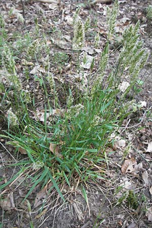 Anthoxanthum odoratum \ Gewhnliches Ruch-Gras, D Sandhausen 23.4.2007